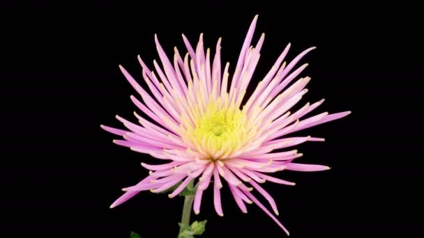 美丽的粉色菊花在黑色背景下绽放的时间流逝 — 图库视频影像
