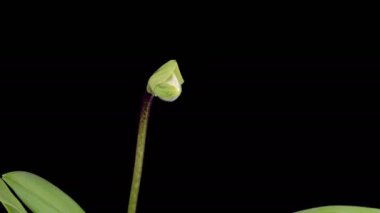 Orkide çiçekleri var. Büyüme ve Çiçek açan Beyaz Paphiopedilum Çiçeği Siyah Arkaplanda. Zaman aşımı. 4K.