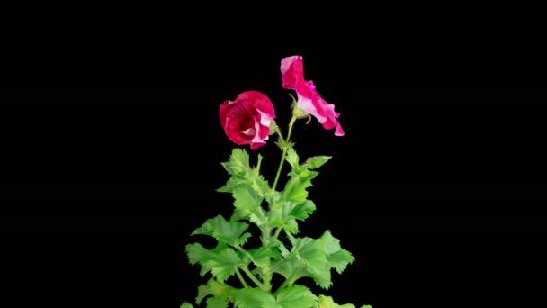 Pink Geranium Pelargonium Blossoms Beautiful Time Lapse Opening Red Geranium — Stock Video