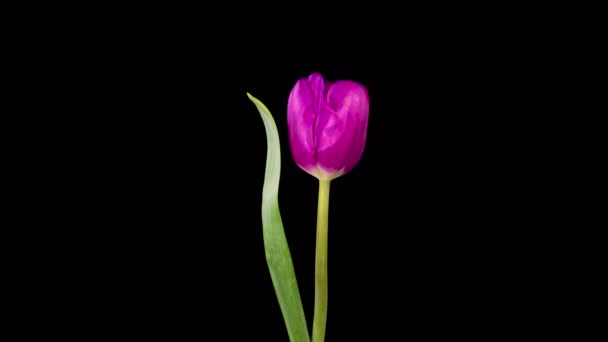 郁金香花美丽的紫罗兰花在黑色背景下开放与凋零的美丽时间 — 图库视频影像