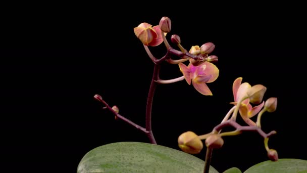 Orchid Blossoms Blooming Red Orchid Phalaenopsis Flower Black Background Time — Vídeo de Stock
