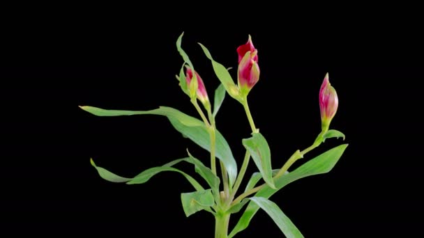 Alstroemeria Çiçekleri Kara Arkaplanda Güzel Kırmızı Alstroemeria Çiçekleri Açılıyor Zaman — Stok video