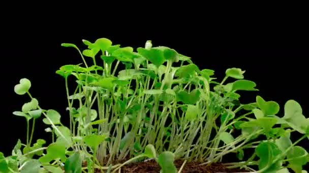 Beautiful Time Lapse Growth Microgreens Radish Rośliny Czarnym Tle — Wideo stockowe