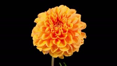 Dahlia Çiçekleri. Kara Arkaplanda Güzel Portakal Çiçeği Açılıp Söndürülen Zaman Hızı. 4K.