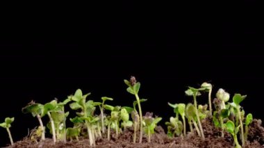 Büyümenin Güzel Zamansal Hızı Mikroyeşillikler, Kara Arkaplan Karşısında Turp Bitkileri. 4K.