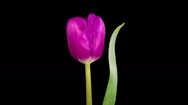 Lale çiçekleri. Kara Arkaplan 'da Güzel Violet Lale Çiçeği' nin Güzel Açılış ve Söndürme Zamanı. 4K.