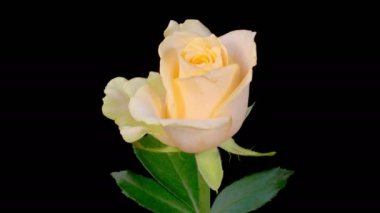 Gül çiçekleri. Açılış ve Solan Beyaz Gül Çiçekleri 'nin Kara Arkaplanda Güzel Zaman Hızı. 4K.