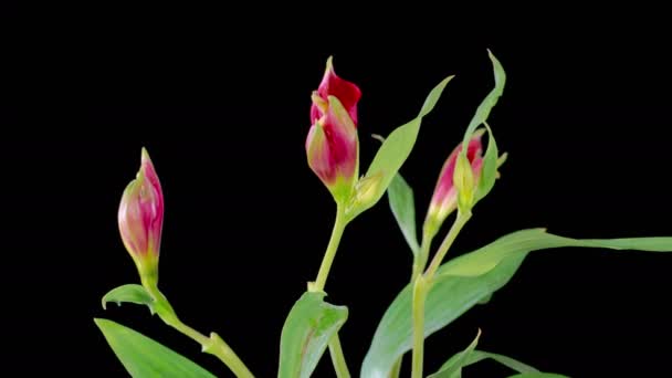 Alstroemeria Kwitnie Otwieranie Piękne Czerwone Alstroemeria Kwiaty Czarnym Tle Czas — Wideo stockowe