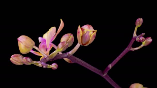 兰花花 在黑色背景上开放美丽的粉红兰花 时间流逝 — 图库视频影像