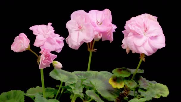 Růžové Muškáty Pelargoniové Květy Krásný Čas Výpadek Otevření Růžové Geranium — Stock video