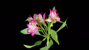 Alstroemeria Çiçekleri. Kara Arkaplanda Güzel Pembe Alstroemeria Çiçekleri açılıyor. Zaman aşımı. 4K.