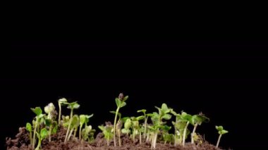 Büyümenin Güzel Zamansal Hızı Mikroyeşillikler, Kara Arkaplan Karşısında Turp Bitkileri. 4K.