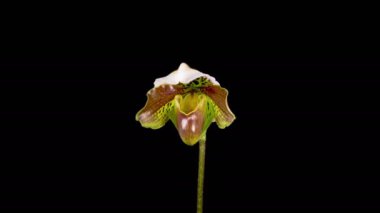 Orkide çiçekleri var. Büyüme ve Çiçek açan Beyaz Paphiopedilum Çiçeği Siyah Arkaplanda. Zaman aşımı. 4K.