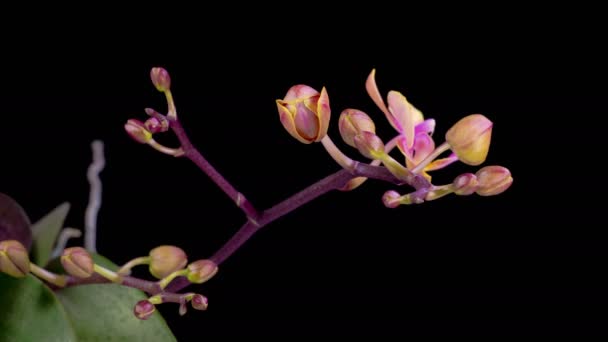 Орхідейний Цвіт Відкриття Прекрасної Квітки Pink Orchid Phalaenopsis Чорному Тлі — стокове відео