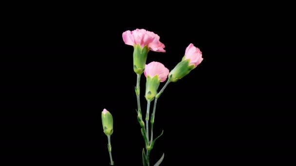 Krásný Čas Výpadek Otevření Růžové Karafiáty Květiny Černém Pozadí — Stock video