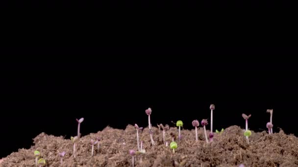 Beautiful Time Lapse Growth Microgreens Ocimum Basilicum Rośliny Czarnym Tle — Wideo stockowe