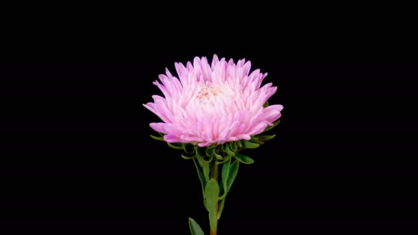 Růžové Květy Aster Flower Time Lapse Beautiful Pink Aster Flower — Stock video