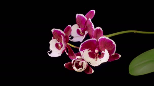 Orchid Blossoms Blooming White Magenta Orchid Phalaenopsis Flower Black Background — Vídeo de Stock