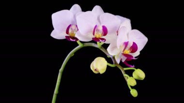 Orkide çiçekleri var. Çiçekli Beyaz Orkide Siyah Arkaplanda Phalaenopsis Çiçeği. Zaman aşımı. Kırmızı Dudak Orkidesi. 4K.