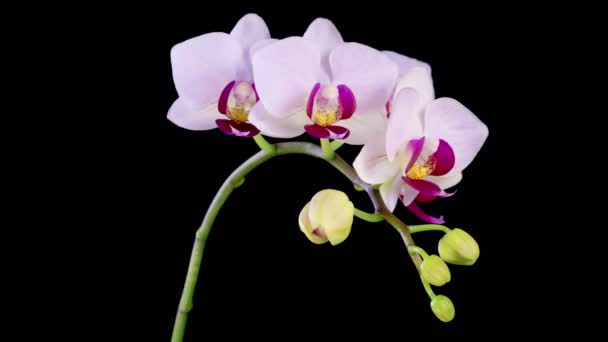 Orchidee Kwitnące Kwiat Phalaenopsis Biała Orchidea Czarnym Tle Czas Ucieka — Wideo stockowe