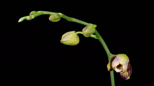 Orkideen Blomstrer Blooming Magenta Orchid Phalaenopsis Flower Svart Bakgrunn Tidsfordriv – stockvideo