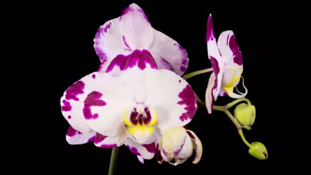 Flores Orquídeas Flooming White Magenta Orchid Phalaenopsis Flor Fundo Preto — Vídeo de Stock