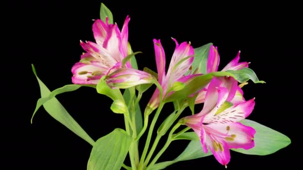 Alstroemeria Kwitnie Otwieranie Piękne Różowe Alstroemeria Kwiaty Czarnym Tle Czas — Wideo stockowe