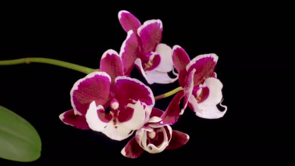 Orchid Blossoms Blooming White Magenta Orchid Phalaenopsis Flower Black Background — стокове відео