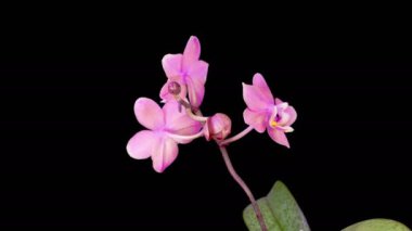 Orkide çiçekleri var. Kara Arkaplanda Güzel Pembe Orkide Phalaenopsis Çiçeği açılıyor. Zaman aşımı. 4K.
