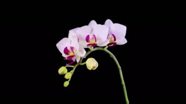 Orchid Blossoms. Blooming White Orchid Phalaenopsis Flower on Black Background. Time Lapse. Red Lip Orchid. 4K.