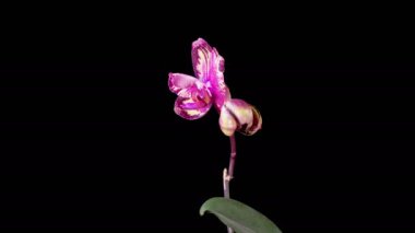Orchid Blossoms. Blooming Yellow - Magenta Orchid Phalaenopsis Flower on Black Background. Big Bang Orchid. Time Lapse. 4K.