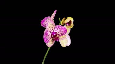 Orkide çiçekleri var. Kara Arkaplan 'da Çiçek açan Kırmızı Orkide. Kleopatra Orkidesi. Zaman aşımı. 4K.