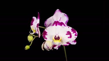 Orkide çiçekleri var. Blooming White - Magenta Orkide Phalaenopsis Çiçeği Siyah Arkaplanda. Siyah Işıklı Flash Orkidesi. Zaman aşımı. 4K.