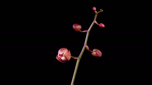 オーキッド ブロッサム ブラックバックグラウンドで美しい赤い蘭の花を開きます タイムラップス 4Kについて — ストック動画