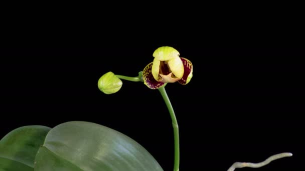 Orkidéblommorna Blommande Gul Rosa Orkidé Phalaenopsis Blomma Svart Bakgrund Charmerande — Stockvideo