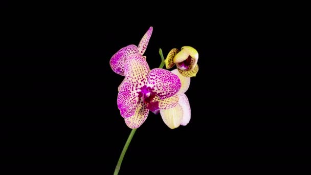 Orchideeënbloesems Bloeiende Rode Orchidee Phalaenopsis Bloem Zwarte Achtergrond Kleopatra Orchidee — Stockvideo