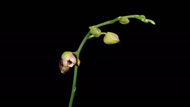 Orchid Blossoms Blooming Yellow Magenta Orchid Phalaenopsis Flower Black Background — Wideo stockowe