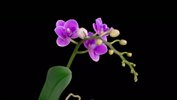 ออร วงกล วยไม Phalaenopsis ดอกไม บนพ นหล ลาบส เวลา — วีดีโอสต็อก