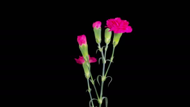 Όμορφη Χρονική Συνήθεια Του Ανοίγματος Κόκκινα Λουλούδια Γαρύφαλλα Ένα Μαύρο — Αρχείο Βίντεο