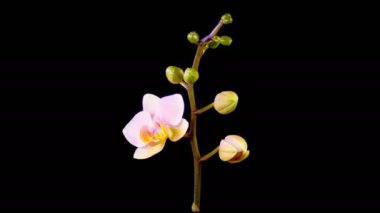 Orkide çiçekleri var. Kara Arkaplanda Güzel Pembe Orkide Phalaenopsis Çiçeği açılıyor. Zaman aşımı. 4K.