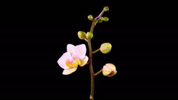 Orchid Blossoms Opening Beautiful Pink Orchid Phalaenopsis Flower Black Background — Stock Video