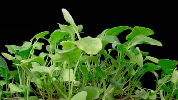 Gyönyörű Időeltolódás Növekedés Mikrozöldek Retek Növények Ellen Egy Fekete Háttér — Stock videók