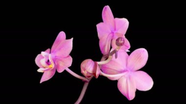 Orkide çiçekleri var. Kara Arkaplanda Güzel Pembe Orkide Phalaenopsis Çiçeği açılıyor. Zaman aşımı. 4K.
