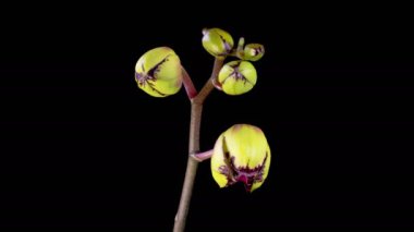 Çiçek açan Sarı - Magenta Orkide Phalaenopsis Çiçeği Siyah Arkaplanda. Miki Crown Orkidesi. Zaman aşımı. 4K.