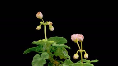 Pembe Geranium Pelargonium Çiçekleri. Kara Arkaplan 'da Pembe Geranium Pelargonium Çiçeği' nin Güzel Zaman Hızı. 4K.