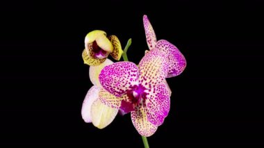 Orkide çiçekleri var. Kara Arkaplan 'da Çiçek açan Kırmızı Orkide. Kleo Orkidesi. Zaman aşımı. 4K.