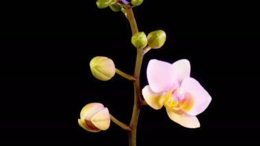 Orkide çiçekleri var. Kara Arkaplanda Güzel Pembe Orkide Phalaenopsis Çiçeği açılıyor. Zaman aşımı. 4K.