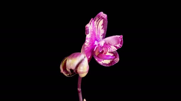 Orchid Blossoms Blooming Yellow Magenta Orchid Phalaenopsis Flower Black Background — 비디오