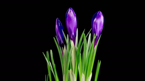 Krokusowe Kwiaty Piękny Timelapse Uprawy Otwarcia Fioletowy Kwiat Krokusa Czarnym — Wideo stockowe