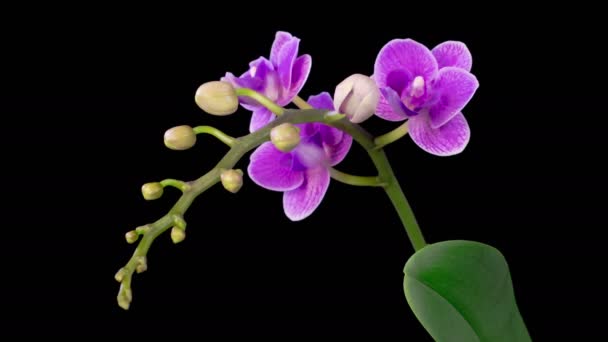 Орхідейний Цвіт Blooming Purple Orchid Phalaenopsis Flower Black Background Англійською — стокове відео